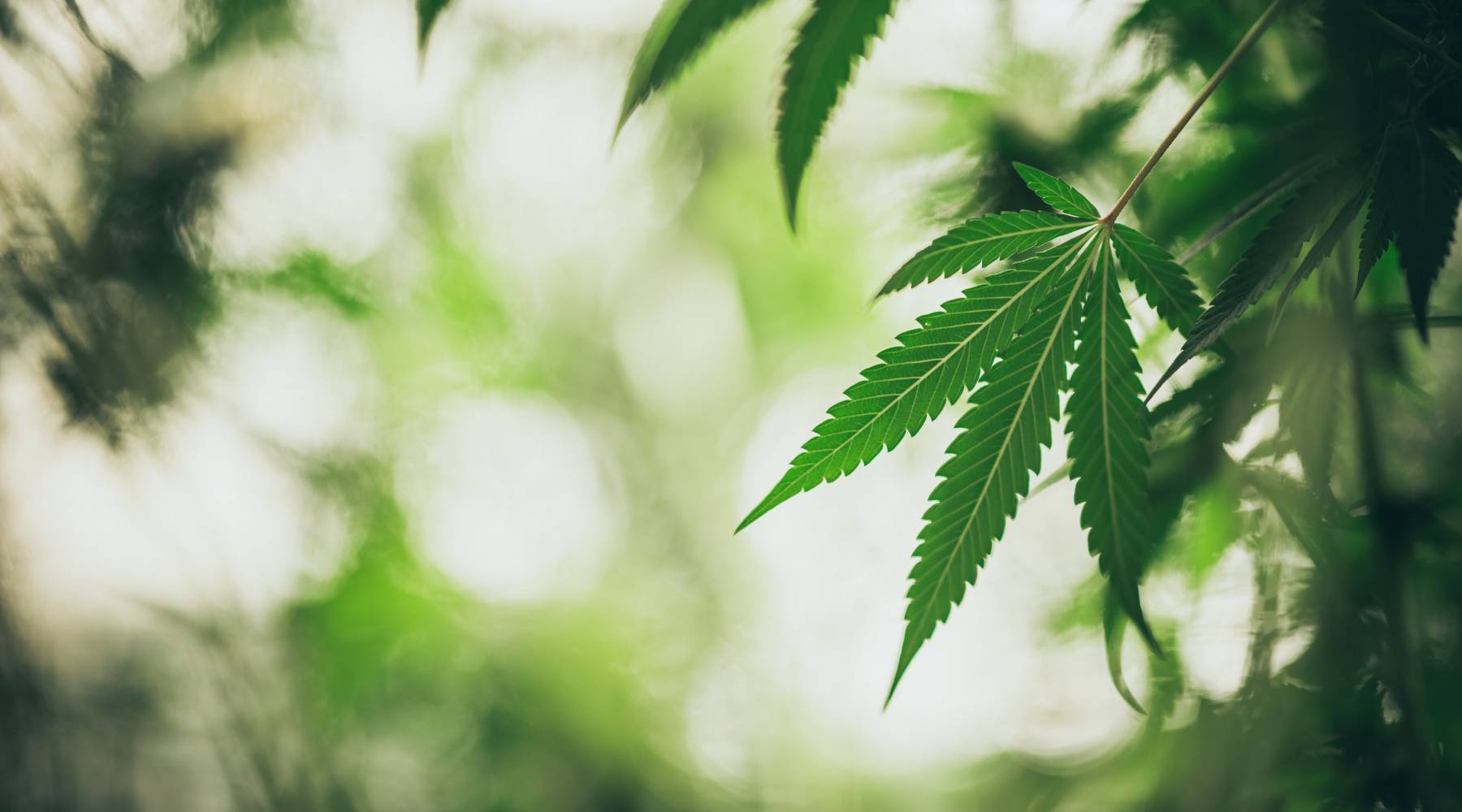 Understanding THCa: The Science Behind Our HALF BAK'D Bites